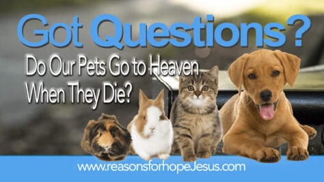 Do our pets go to Heaven when they die? » Reasons for Hope* Jesus