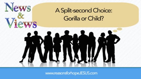 Gorilla or child choice