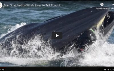 A “Jonah and the Whale” Experience